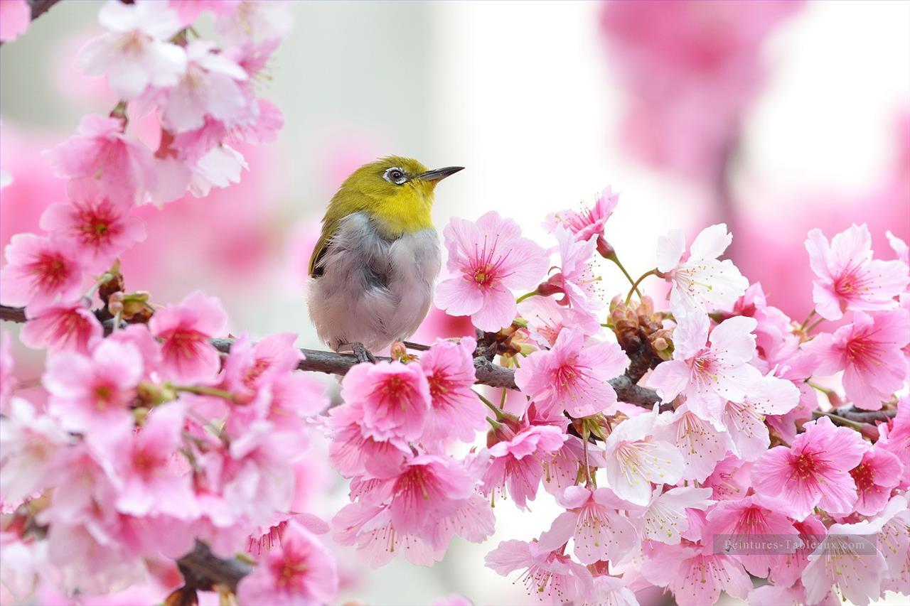 Oiseau Fleur de Cerisier Printemps Peinture à partir de Photos à Art Peintures à l'huile